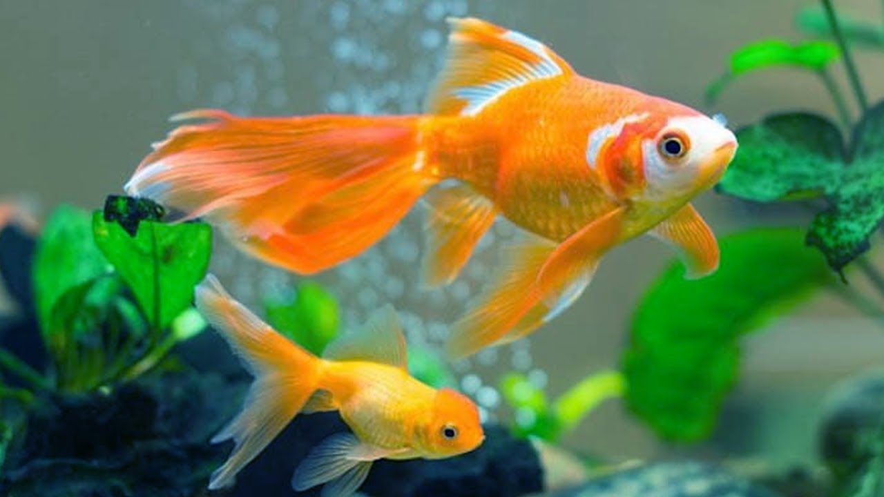 Nên cho cá vàng ăn gì để chúng khỏe mạnh