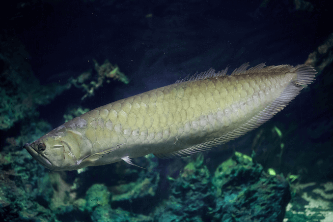 Cá rồng bạc là một loài cá được ưa chuộng nhất hiện nay