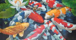 Tất tần tật về cách nuôi cá Koi Nhật Bản chuẩn khoa học, lên màu cực đẹp