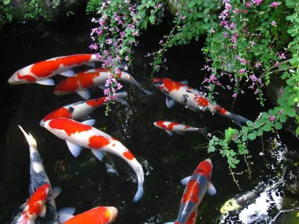 Tất tần tật về cách nuôi cá Koi Nhật Bản chuẩn khoa học, lên màu cực đẹp